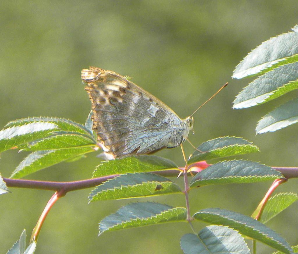 Argynnis paphia